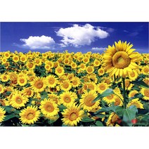 비앤비퍼즐 썬플라워 필드 그림퍼즐 1000조각, 1개