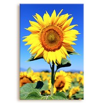꾸밈 활짝핀 해바라기와 파란하늘 중형 노프레임 액자