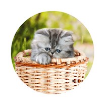 스윗리빙 릴렉스 펫 주방매트, 02, 1개