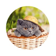 스윗리빙 릴렉스 펫 주방매트, 06, 1개