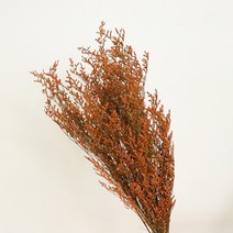 코코도르 미스티블루 드라이 플라워 한단, 오렌지