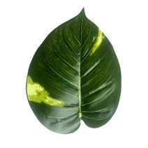 셀프백일상 돌상소품데코용 유칼립투스 coquad004 I89-1, 혼합색상, 1개