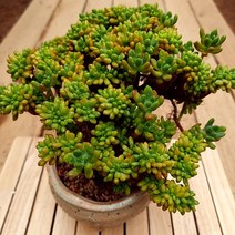 을려심 철화 예쁘게 자란 다육 식물 분별도 랜덤1-200, 1개