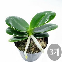 트리앤 나도풍란 소엽 대엽 동양란, 02. .(3개)대엽풍란 1개, 3개
