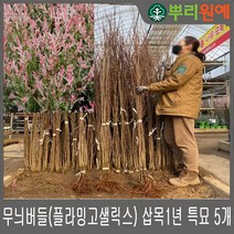 무늬버들(플라밍고샐릭스) 삽목1년 특묘 5개 뿌리원예