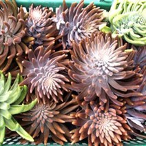 유기농 인증 와송 3kg 노지배재 국산 토종 더 건강한 와송, 유기농인증 생와송 3kg+300g