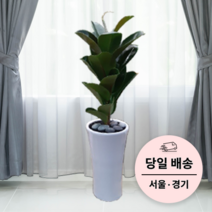 에코플랜트 실내 공기정화 식물 개업식 사무실 이전 승진 까페 개원 집들이 선물 개업 축하 화분 배달 [서울 경기 당일배송]<토요일 오후 일요일 주문건 월요일배송>, 01. 고무나무, 1개” class=”wr-img”></a></div></p></div></p></div></p></div><div class=