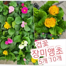 장미앵초-5개 10개/월동되는 겹꽃으로 귀한 앵초꽃, 5개