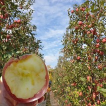 당도선별 경북 꿀 사과 2kg 5kg 10kg 사과, 1박스, 13.가정용사과10kg/할인특가상품(한정판매)/중과