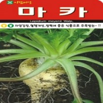 AR 마카 씨앗 좋은 식품 씨앗 100립, 1개