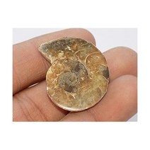 Generic 장식품 수집품 달팽이 희귀석 관찰 암모나이트 화석