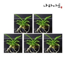 나라아트 풍란 동양란 난화분 모음, 01. 소엽풍란 5포트
