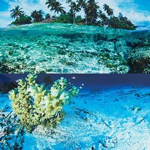 피알피쉬 양면 백스크린 (해수 + 산호)