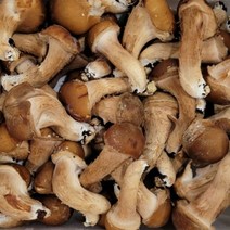 국내산 강원도 정선 참송이버섯 500g