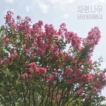 배롱나무(백일홍) 금강원예, 배롱나무(H1.8XR2)