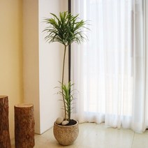 공기정화 카페식물 드라세나 자바 대형 화분, 아산