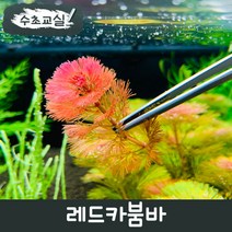 [수초교실] 키우기 쉬운 붉은 수초 레드카붐바, 10촉