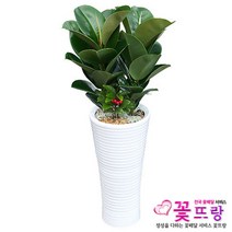 공기정화식물 개업화분 축하화분 화분배달 스투키 행운목 금전수 전국당일배송, B01 고무나무