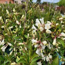 (세종식물원) 병꽃나무 붉은병꽃 분홍 블랙앤화이트 4종 택1 울타리나무 정원꾸미기, 3.블랙앤화이트 19cm화분