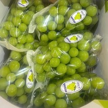 [영일청과] 경북 김천 상주 영양 고당도 샤인머스켓, 샤인머스켓 2kg  중과 5과