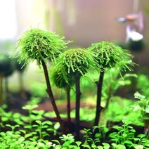 수초-이끼볼 꼬치 1개-어항 수족관 수중식물/헬로아쿠아