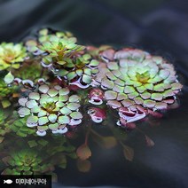 루드위지아 세디올데스 2줄기 부상수초 수생식물, 없음, 1개