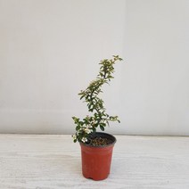 온누리농원 에스백자단 공기정화식물 반려식물