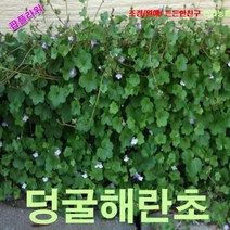 팝플라워 덩굴해란초 (애기누운주름잎) 씨앗 25립, 상세페이지 참조