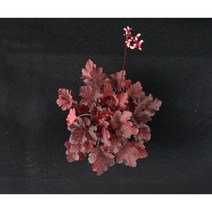휴케라 포에버 레드 (15cm) [노지월동/ 다년생/ 야생화/ 예쁜식물/ 반려식물/ 테라스정원/ 지피식물], 1개