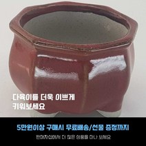 다육 다육화분 - 컬러화분 4개세트, 빨강색