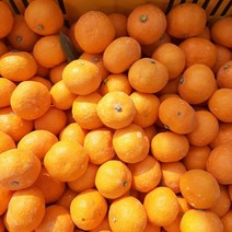 금귤 하우스귤 고당도 제주도하우스귤, 로얄대과 2.5KG