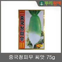 중국청피무 75g 뿌리원예