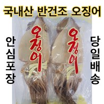 유성일등 동해안 쫄깃쫄깃 반건조 오징어, 5마리, 600g (大)