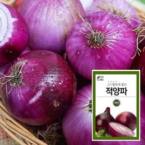 마이플랜트 적토마 양파 300립 채소 씨앗 베란다 텃밭 가꾸기