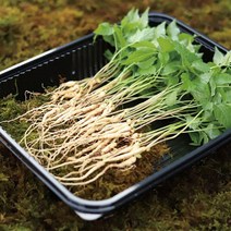 감동 [GAP인증] 장성농장 문영철님의 새싹삼 명품 8수 (3-4년생이상), 1