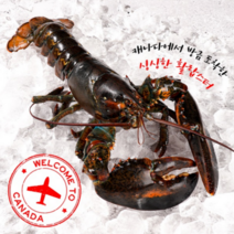[항공직송] 캐나다 활 랍스터 살수율 80% 이상 랍스타, 활 랍스터 500g / 1마리, 1개