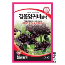 겹꽃양귀비블랙 50립 / 꽃씨 종자 화단 정원 일년생