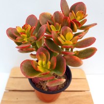 황금염좌 황금색과 붉은색 다양하게 변하는 염자 다육식물 랜덤1-40, 단품, 1개
