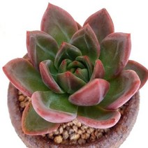 샴페인 다육이 붉은 물이 들어가는 다육 식물 랜덤 분별도1-40