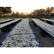 제주무말랭이 국산무말랭이 건무말랭이 말린무 무말랭이차, 500g