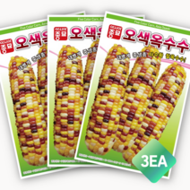 채소씨앗 - 오색옥수수(100립x3), 3봉