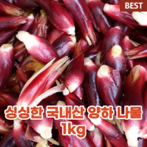 국내산 국산 제주 생 양하 나물 1kg 양애 양애간 양하간 양애끈 민생종 식감 향이 좋은 제양하 양애깐 제철 음식 생과