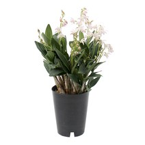 갑조네 긴기아난 공기정화식물 중품 대품 인테리어 화분 실내공기정화 서양란 동양란, 긴기아난(중품)(랜덤), 1개