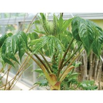 세종식물원 엄나무 (10cm전후) 묘목 - 20주묶음1단