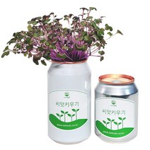 [아이엠캔] 새싹재배세트 브로콜리 1ea 씨앗 새싹 채소 키우기 키트 텃밭 모종 홈가드닝 베란다 미니 텃밭 유치원 어린이집 홈재배 유치원교구 관찰학습, 아이엠캔 브로콜리(소)