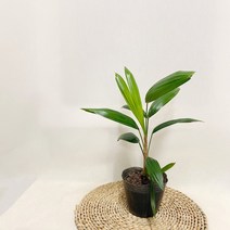 관음죽 포트, 1개