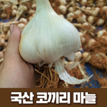 국산 코끼리마늘 3kg 5kg 10kg 국내산 23년 햇 마늘 식용 종자 웅녀마늘 국산 정읍 서산 해남 홍산 창녕 의성 담양 신안 대왕마늘, 1개, 10kg(소 사이즈)