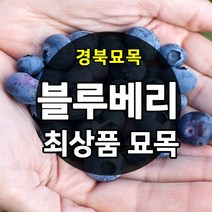 [올팜스] 프리미엄 국산 생 블루베리 생과 왕특 블루배리, 특품 블루베리/300g/특