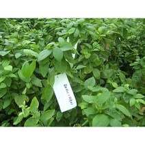 과수/유실수 블루베리묘목(챈들러 핑크레몬에이드 스파르탄등등), 블루베리 M7 3년포트_3주