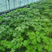 친환경 유기농 신선초 1kg 2kg 3kg 녹즙용 즙용 주스용 박정국 농부
